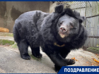 Гималайская медведица Урсула из зоопарка Ростова отмечает свое 17-летие