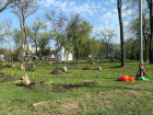 В Ростове зеленый фонд пополнился 1439 деревьями и кустарниками