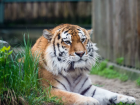Зоопарк Ростова вернули в Евроазиатскую ассоциацию