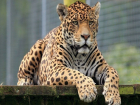 Ягуара, набросившегося на работницу зоопарка в Таганроге, застрелили 