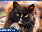 Пушистые и усатые: с потеплением на улицах Ростова стало больше кошек