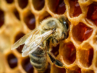 Мед с превышенным содержанием антибиотиков может попасть на рынки Ростовской обалсти