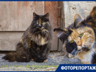 Любопытные морды и пушистые хвосты: мартовские коты попали в объектив фотографа «Блокнот Ростов»