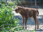 В зоопарке Ростова объявили голосование на лучшее имя для новорожденного зубренка