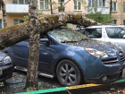 В Ростове старое дерево упало на пять автомобилей
