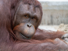 В зоопарке Ростова проведут показательное кормление борнейских орангутанов