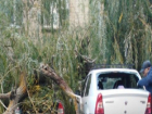 Огромное дерево-убийца разбомбило два припаркованных автомобиля в Ростовской области