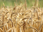 В Ростовской области будут судить экс-замначальника колонии за растрату пшеницы на 2,9 млн рублей