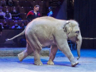 Прокуратура проверит зоопарк Ростова на законность передачи слоненка Запашным