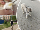 В Ростове в Левенцовке собака укусила четырехлетнего ребенка за лицо