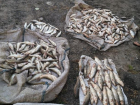 В Ростовской области задержали браконьеров, наловивших рыбы на миллион рублей