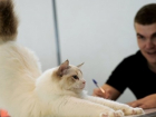 Начальник управления ветеринарии Дона развеял слухи об обязательной регистрации домашних животных