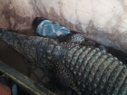 Житель Ростовской области пытался вывезти двухметрового крокодила Бакса в Казахстан 
