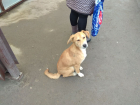Самых агрессивных бездомных собак приговорили к эвтаназии в Ростове перед ЧМ-2018