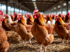 Две донские птицефабрики оштрафованы за нарушения ветеринарных правил