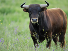 В Ростовской области у быка обнаружили бешенство