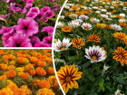 В Ростове для оформления летних клумб высадили 900 тысяч цветов 
