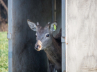 В «Горненский» заказник в Ростовской области выпустят оленей и ланей