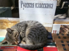 Разогнать книжный развал на Пушкинской собираются ростовские власти
