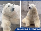 Ростовчане испугались за здоровье белого медведя в зоопарке
