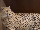 Самое быстрое сухопутное животное поселилось в Ростовском зоопарке 