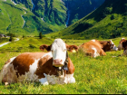 В Ростовскую область из Австрии прибыла партия из 66 коров
