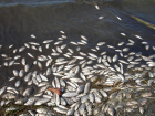 Природоохранные ведомства проверяют причины массовой гибели рыб