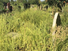 На северном кладбище в Ростове могилы заросли амброзией