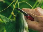 Красавцы-огурцы: как ростовчанам получить хороший урожай овощей