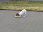 Маленькая смелая собака украла и порвала «пищащий» символ коррупции под Ростовом на видео