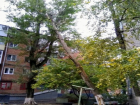 Штормовой ветер опасно накренил огромное старое дерево над жилым двором в Ростове