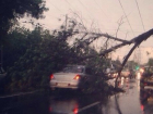 В Ростове на проспекте Шолохова на проезжающий автомобиль упало дерево