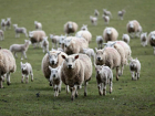 Трое мужчин коварно увезли на автомобиле 90 чужих овец в Ростовской области