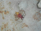 Кусачий ядовитый паук с агрессивной раскраской напугал жильцов частного дома в Ростове