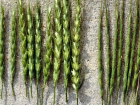 Портящий пшеницу опасный сорняк обнаружили в полях Ростовской области