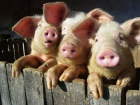 Крупную партию свиной печени без документов задержали в Ростовской области 