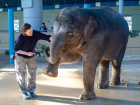 Ростовчан приглашают отпраздновать день рождения слоненка в зоопарке