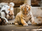 Трехмесячный тигренок Ростовского зоопарка получил свое долгожданное имя на букву "Я"