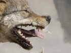 В Ростовской области бешеная волчица покусала троих мужчин