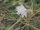 В Ростовской области можно встретить редкое декоративное растение скабиозу исетскую