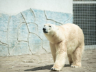 Ледогенератор будет создавать снег в прогулочном вольере белых медведей в зоопарке Ростова