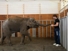 Европейская ассоциация зоопарков и аквариумов потребовала вернуть слона, которого ростовский зоопарк передал в цирк