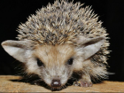 В Ростовской области уменьшается популяция ушастых ежей