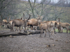 Четырнадцать оленей и семь ланей выпустили в дикую природу в Ростовской области