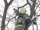 В Ростове спасли бездомного кота, застрявшего на верхушке дерева