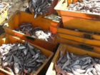 В Ростовской области поймали браконьера с тысячью рыб