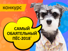 Началось голосование в конкурсе "Самый обаятельный пёс-2018"