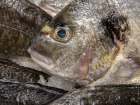 Вяленой рыбкой, несущей инфекцию и отравления, торговали ростовские "Ашаны" и "Магниты"