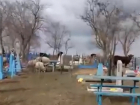 В Ростовской области гуляющие по кладбищу овцы и коровы попали на видео