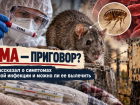 Чума – приговор? Эксперты рассказали о симптомах и можно ли ее вылечить 
